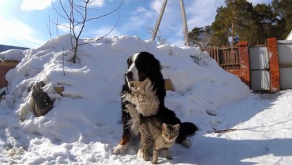 Ce Chat Bavard N Arrete Pas De Parler Avec Son Maitre Sur Orange Videos