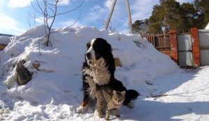 Un chat fait une attaque de câlin !