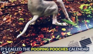 'The Pooping Pooches 2018 Calendar' : un calendrier qui met à l'honneur les chiens lors de la grosse commission