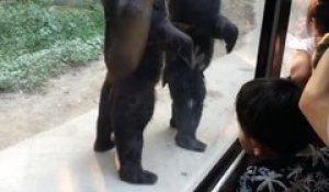 Ces 2 ours se tiennent debout comme des humains! Classe le zoo
