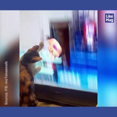 Regardez La Tete De Son Chat Qui La Regarde Avec Son Masque De Beaute Sur Orange Videos