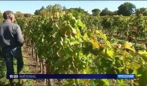 Bourgogne : des patrouilles pour protéger les vignobles des voleurs
