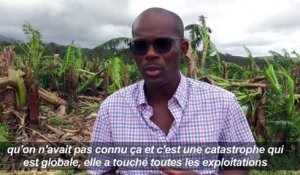 En Guadeloupe, Maria a dévasté les plantations de bananes