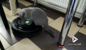 Ce chat se demande bien pourquoi il bouge tout seul... assis sur cet aspirateur automatique Roomba