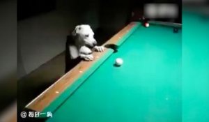 Ce chien est un pro du billard !