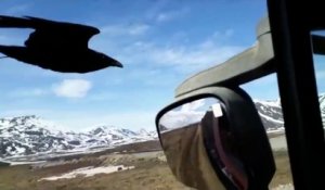 Ce corbeau suit un routier pour demander à manger