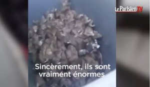 Rats qui pullulent à Paris : le ras-le-bol des éboueurs