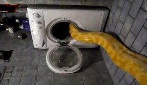 Sieste d'un ENORME serpent dans le lave-linge.. et ça les fait rire !