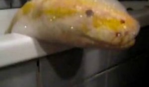 Il donne son bain à son python jaune magnifique... qui adore la mousse