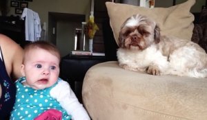 Ce chien sait comment calmer ce bébé en pleurs