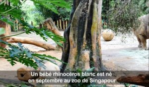 A Singapour, première sortie en public pour un bébé rhinocéros