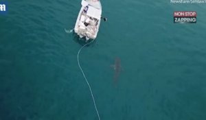 Australie : Un énorme requin blanc attaque un bateau (Vidéo)