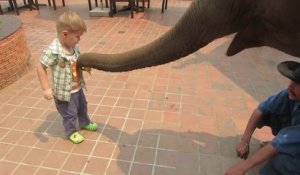 Ce gamin kiffe nourrir l'éléphant avec des bananes !! embauché !!