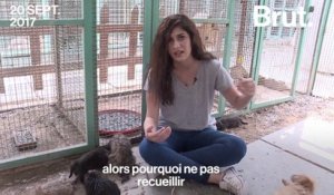 Une jeune fille veut sauver les animaux errants de Bagdad