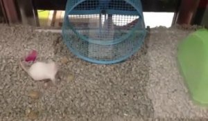 Cette souris n'a vraiment rien compris...