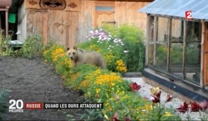 Russie : quand les ours attaquent