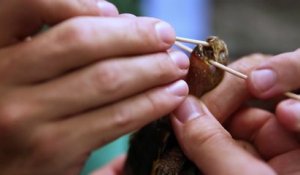 Réparation d'un trou dans la tête d'une tortue avec une pièce de plastique 3D !