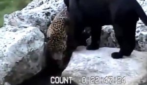 Ce leopard se prend une gamelle incroyable dans un zoo... Les félins pas si souple que ça