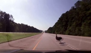 Cette autruche traverse l'autoroute !! Mauvaise idée...
