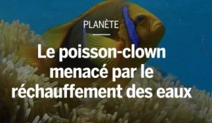 Le poisson-clown pourrait-il disparaître à cause du réchauffement des eaux ?