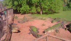 Quand un crocodile affamé arrache la patte d'un autre dans un zoo