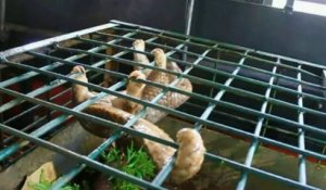 Indonésie: 101 pangolins vivants saisis sur un bateau