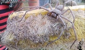 La plus grosse araignée jamais filmée au monde : huntsman spider