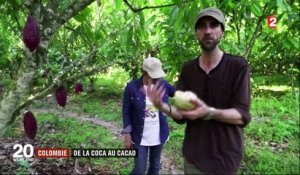 Colombie : de la coca au cacao