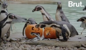 Les animaux du zoo de Londres fêtent Halloween