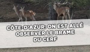 Côte d'Azur: On est allé observer le brame du cerf