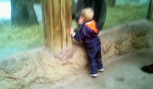 Un gamin et un jeune gorille jouent à cache-cache dans un zoo... Trop mignon