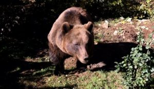 Au coeur de la Croatie, un refuge pour les ours