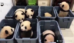 Ces bébés pandas adorables essaient de s'échapper de leur boite en plastique