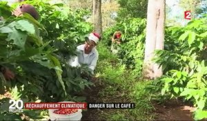 Réchauffement climatique : au Mexique, la production de café en péril
