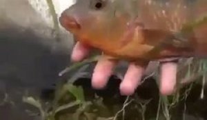 Ce poisson a eu les yeux plus gros que le ventre et va le regretter!