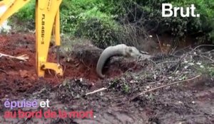 Un éléphant piégé par la boue sauvé par les habitants au Sri Lanka