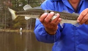 Quand un Black Bass veut manger un autre black bass aussi gros que lui... Raté!