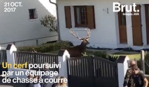 Faut-il interdire la chasse à courre en France ?