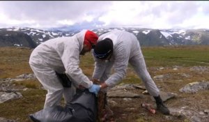 Norvège: abattage massif de rennes pour éradiquer une maladie