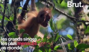 Les orangs-outans Tapanuli : une nouvelle espèce déjà en danger