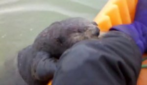 Adorable, ces kayakistes vont avoir la visite d'une loutre curieuse et pas du tout peureuse