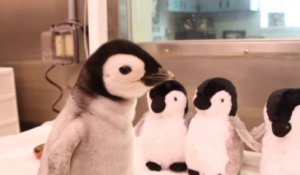 Ce bébé pingouin est juste adorable... Une vraie peluche