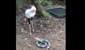 Regardez comment cet oiseau chasse les serpents... Technique imparable!