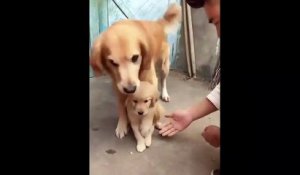 Adorable : cette chienne ne veut pas qu'on touche à son chiot