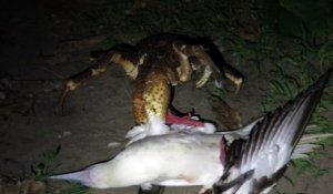 Cette mouette perd sa vie.. piégée par un crabe sur la plage !