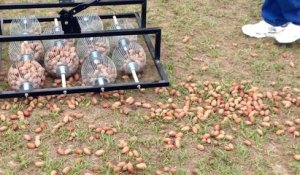 Bricolage d'un outil fou : il ramasse des centaines de noix dans son jardin en quelques secondes !