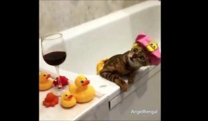 Ce Chat Tombe Dans La Baignoire Par Curiosite Et Devient Fou Sur Orange Videos