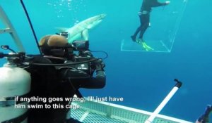 Un requin tente d’attaquer un plongeur dans une cage…