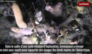 Greenpeace découvre un paradis sous-marin en Antarctique