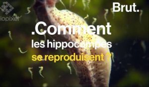 Les images impressionnantes d'un mâle hippocampe qui accouche